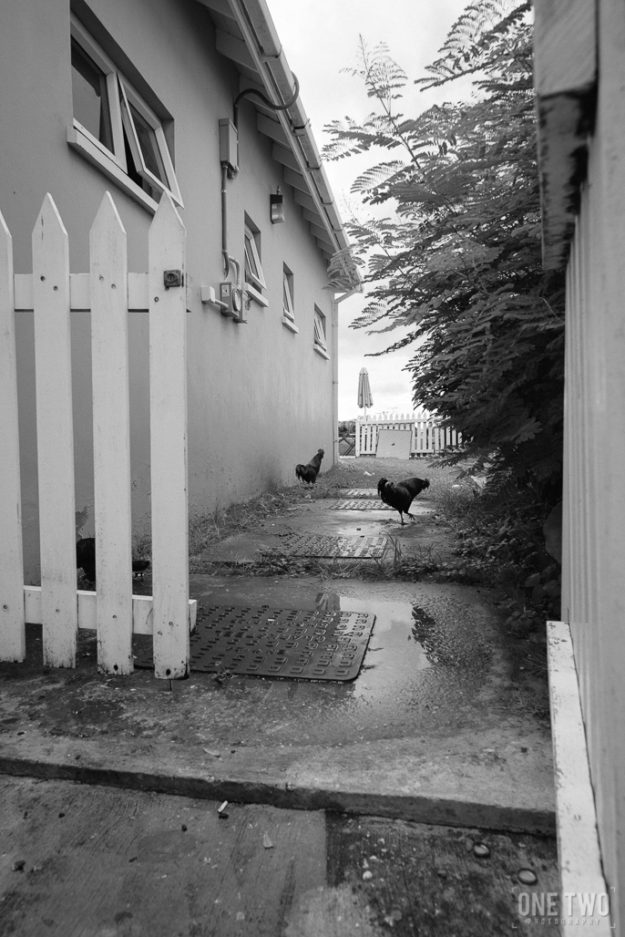 barbados alley rooster