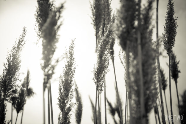 tall grass