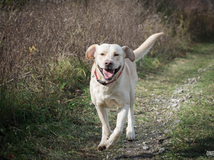 pet portrait dog walk on trail