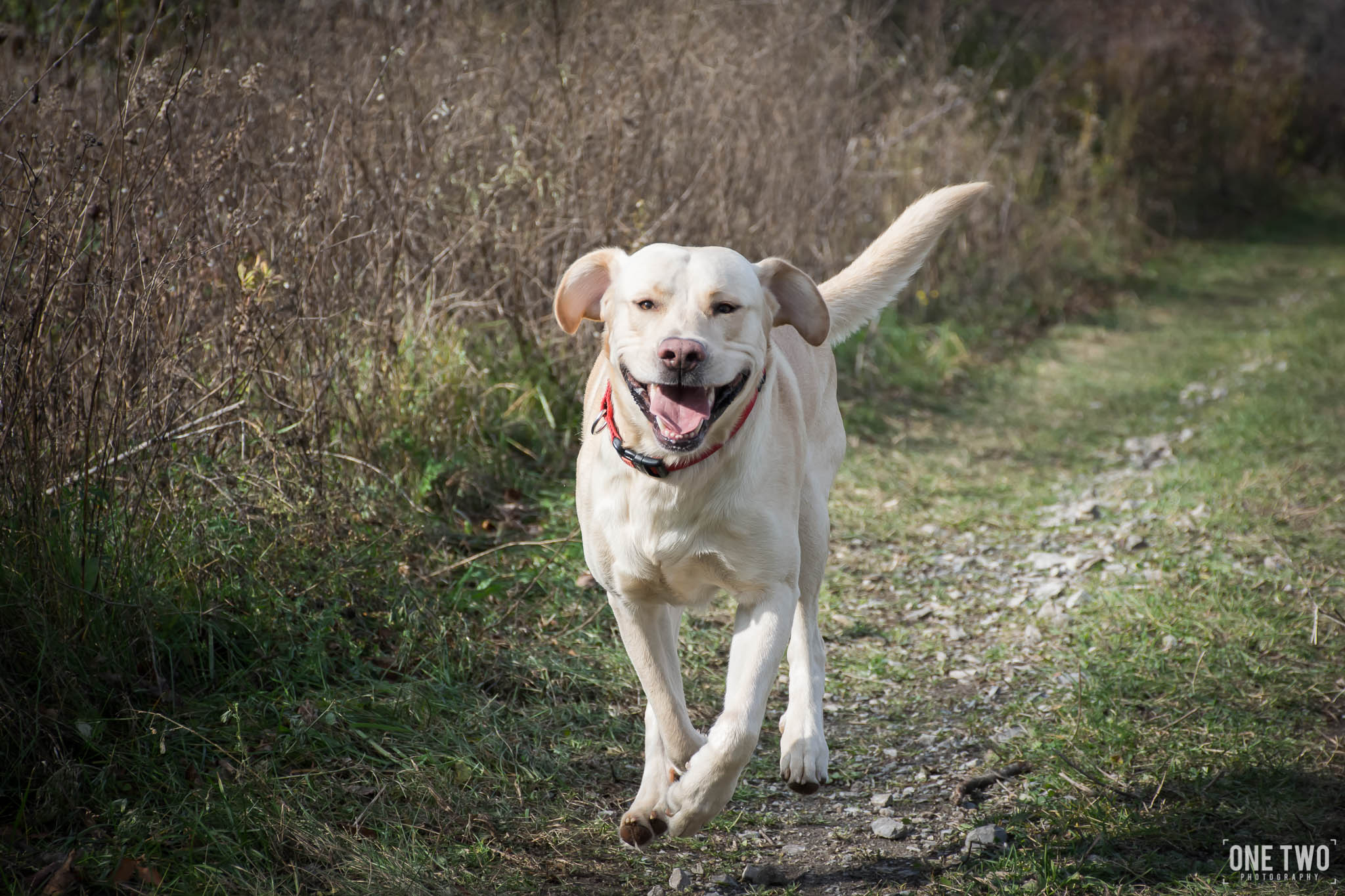 pet portrait dog walk on trail